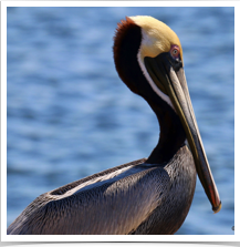 Brown Pelican - Resting Brown Pelican - Resting